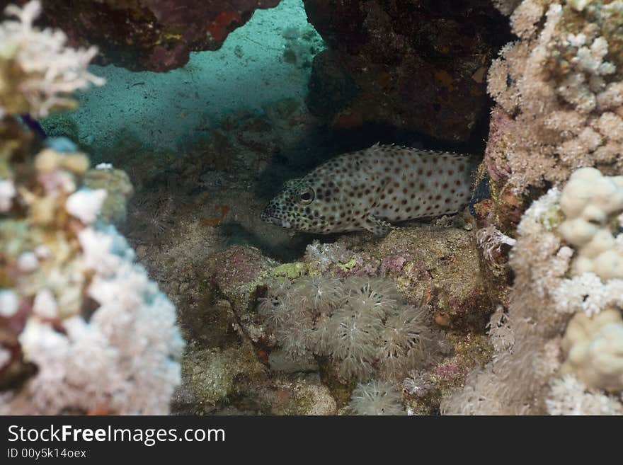 Greasy grouper (epinephelus tauvina)
 taken in the Red Sea.