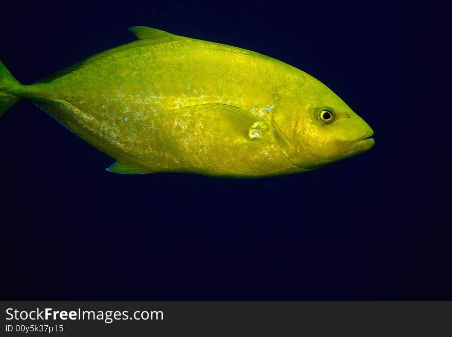 Goldbody trevally (carangoides bajad)
taken in the Red Sea.