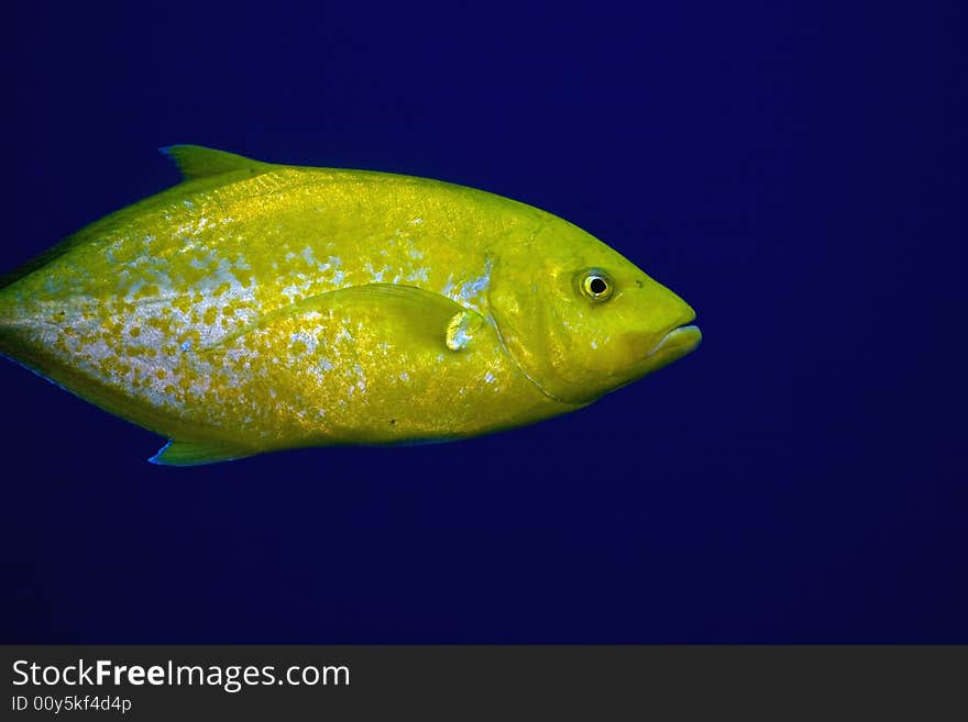 Goldbody trevally (carangoides bajad)