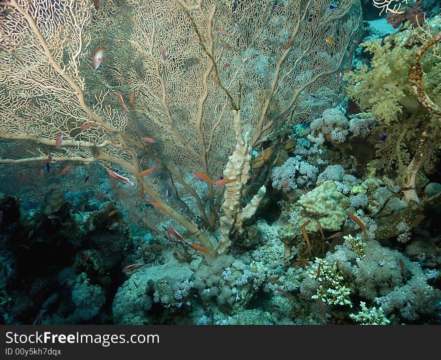 Seafan, Coral and fish taken in the Red Sea.