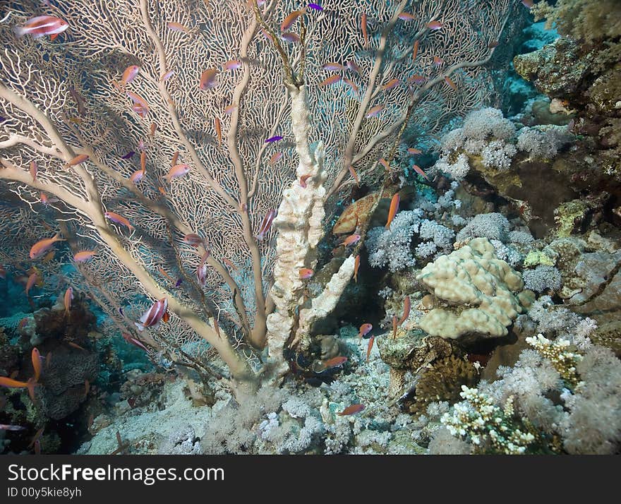 Seafan, Coral and fish taken in the Red Sea.