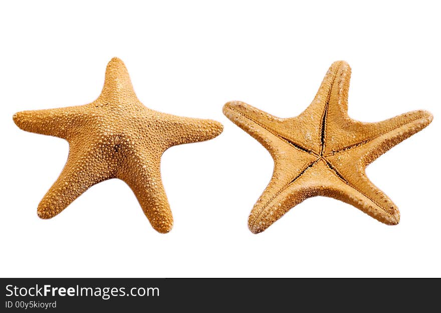 Two sides of starfish with clipping pathes isolated on white. Two sides of starfish with clipping pathes isolated on white