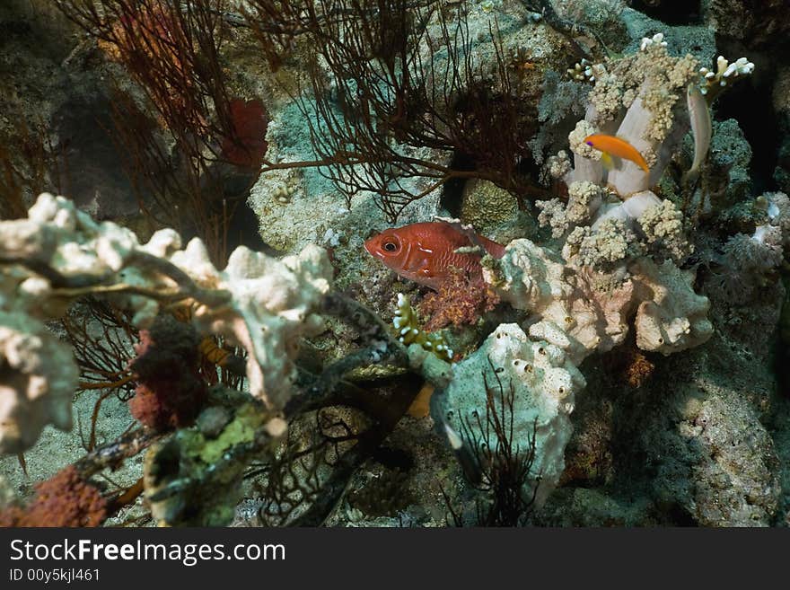 Coral and fish taken in the Red Sea.