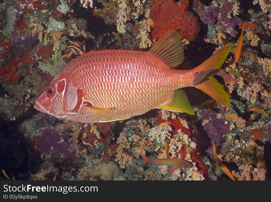 Cresent-tail bigeye (Priacanthus hamrur) taken in the Red Sea.