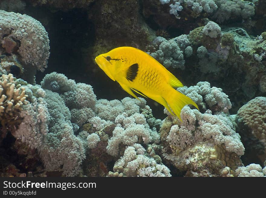 Slingjaw wrasse (epibulus insidiator) taken in the Red Sea.