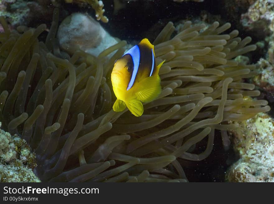 Red sea anemonefish (Amphipiron bicinctus)