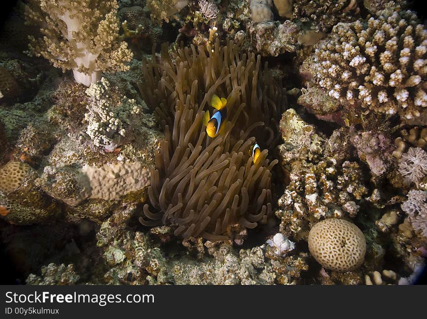 Red sea anemonefish (Amphipiron bicinctus)  taken in the Red Sea.