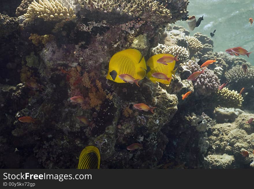 Coral and fish taken in the Red Sea.