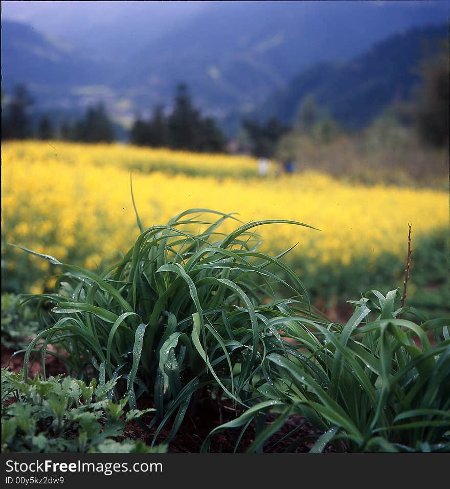 A grass on the field