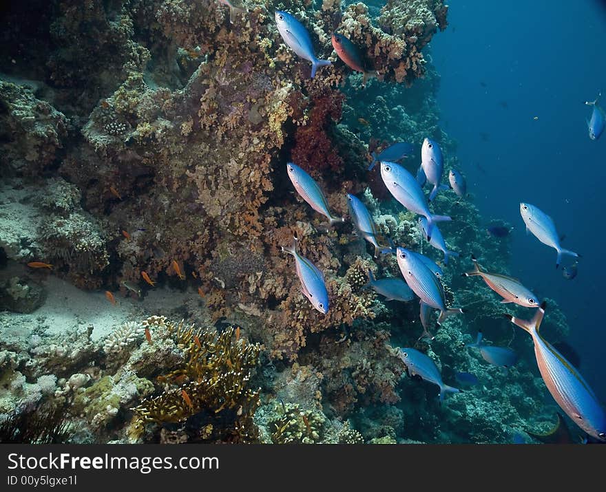 Lunar fusilier (caesio lunaris) taken in the Red Sea.