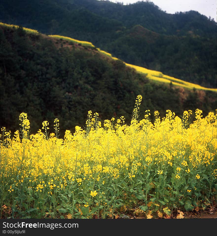 Rape flower on the field