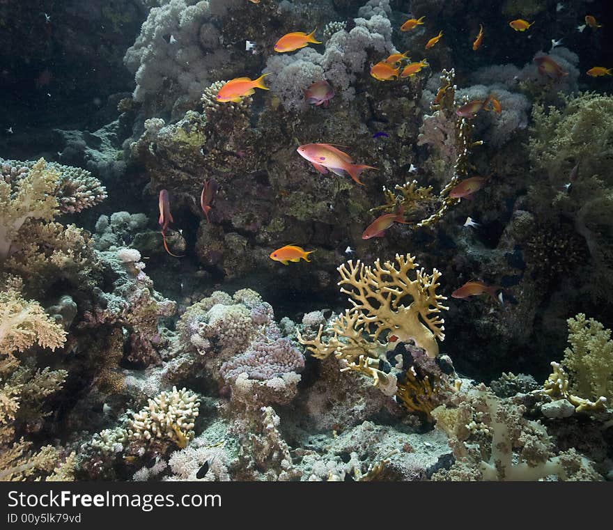 Coral and fish taken in the Red Sea.