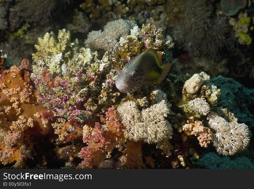 Freckled hawkfish (paracirrhites forsteri) taken in the Red Sea.