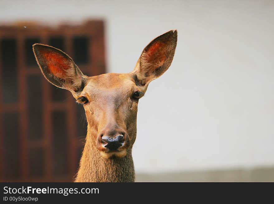 The spotted deer in the zoo. it looks very cut .