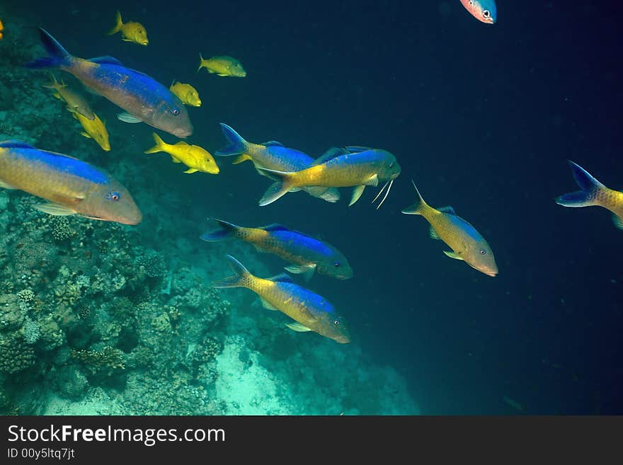 Yellowsaddle goatfish (parupeneus cyclostomus)