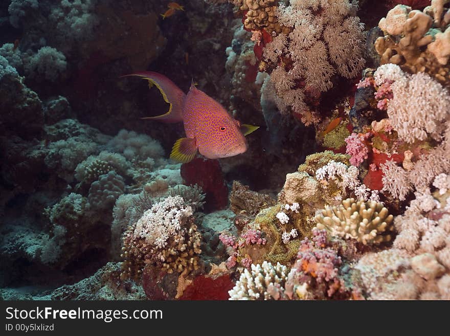 Lyretail grouper (variola louti) taken in the Red Sea.