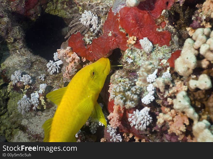 Yellowsaddle goatfish (parupeneus cyclostomus)