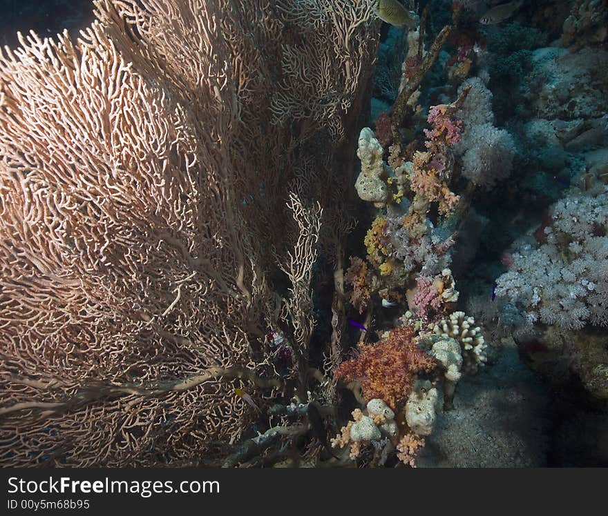 Seafan, Coral and fish taken in the Red Sea.