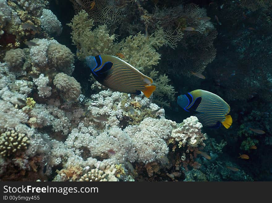 Emperor angelfish (pomacanthus imperator) taken in the Red Sea.