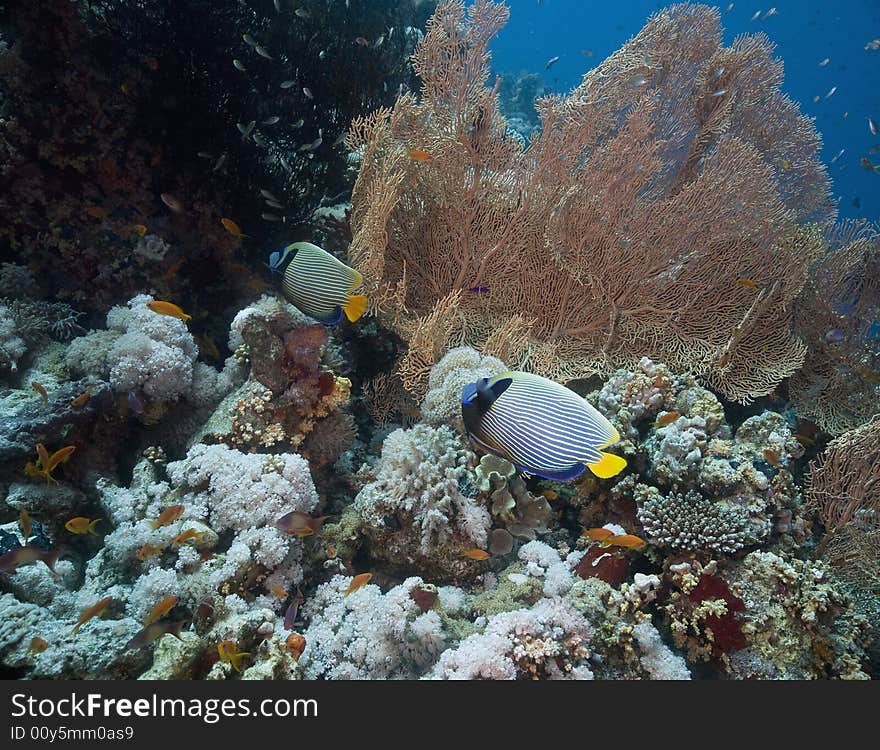 Emperor angelfish (pomacanthus imperator) taken in the Red Sea.