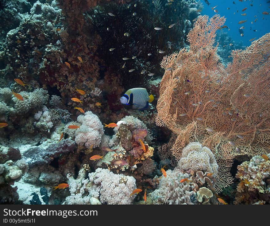 Seafan, Coral and fish taken in the Red Sea.