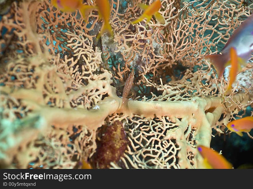 Seafan, Coral and fish taken in the Red Sea.