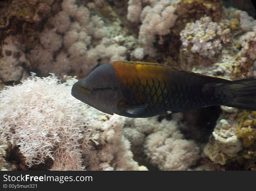 Slingjaw wrasse (epibulus insidiator) taken in the Red Sea.