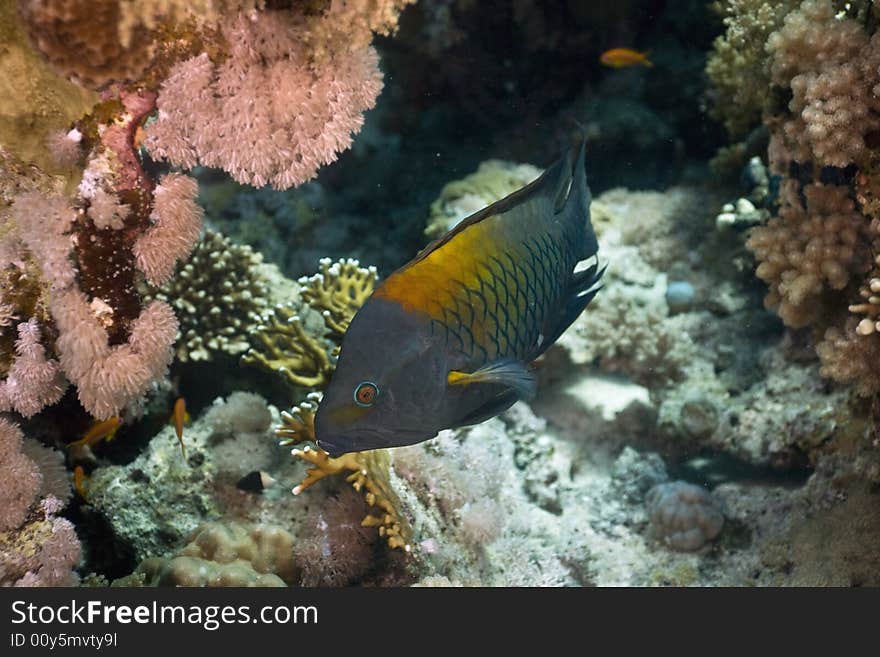 Slingjaw wrasse (epibulus insidiator) taken in the Red Sea.