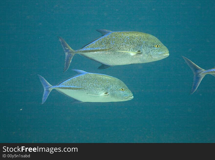 Bluefin trevally (caranx melampygus)taken in the Red Sea.