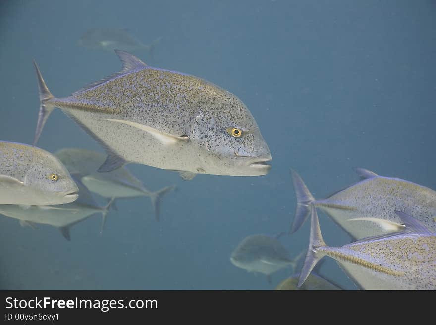 Bluefin trevally (caranx melampygus)