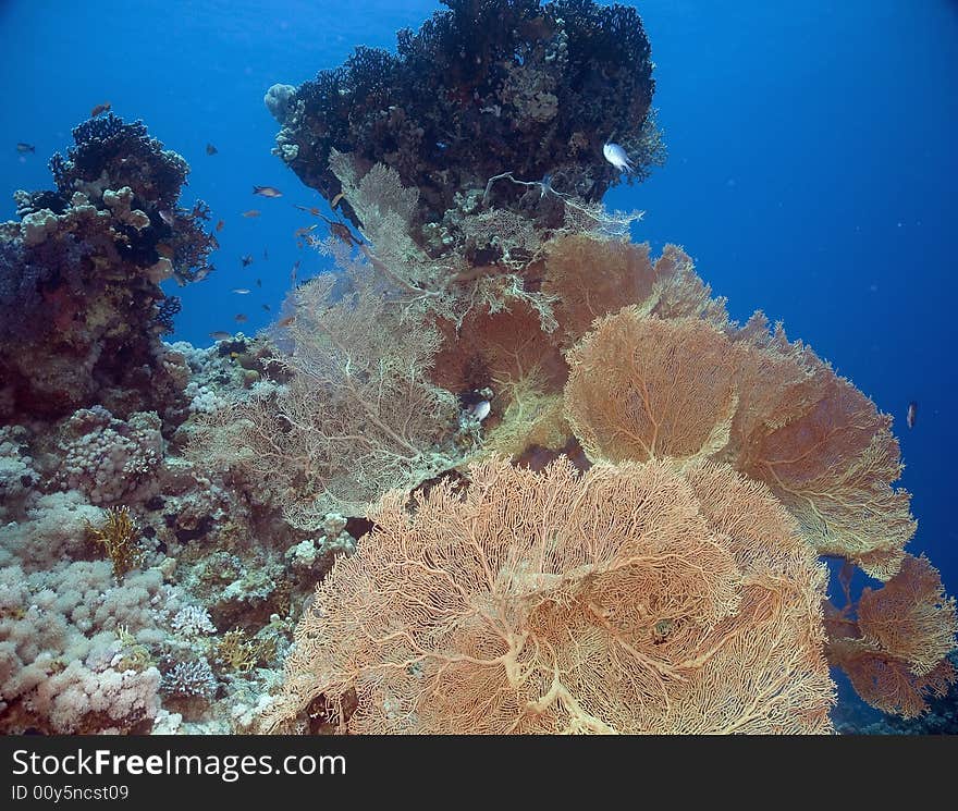 Seafan, Coral and fish taken in the Red Sea.