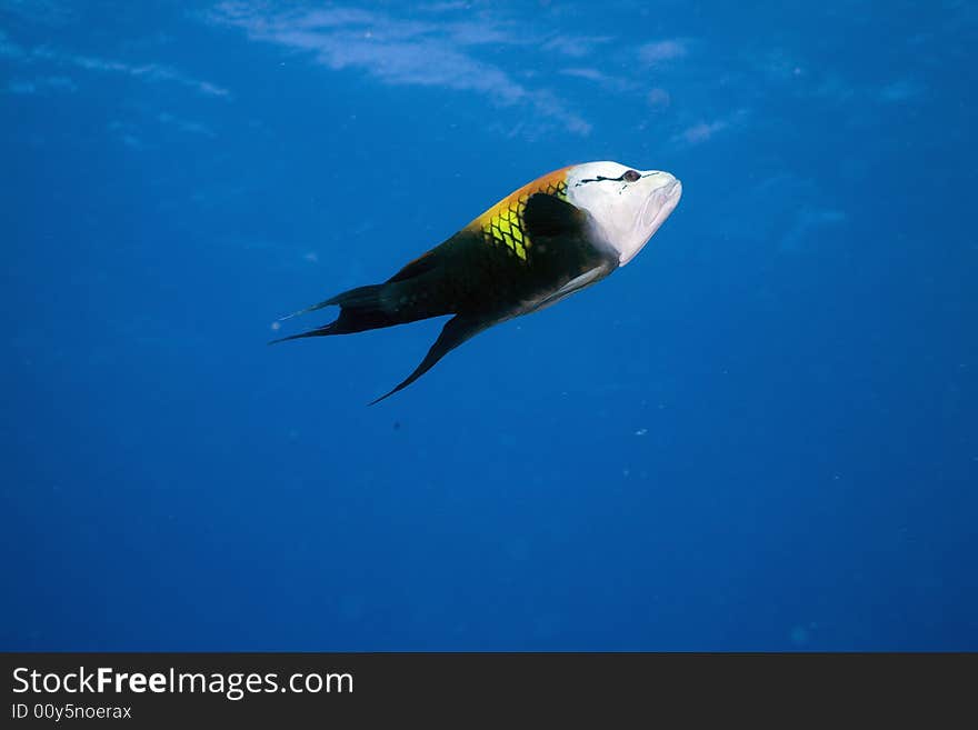 Slingjaw wrasse (epibulus insidiator)  taken in the Red Sea.