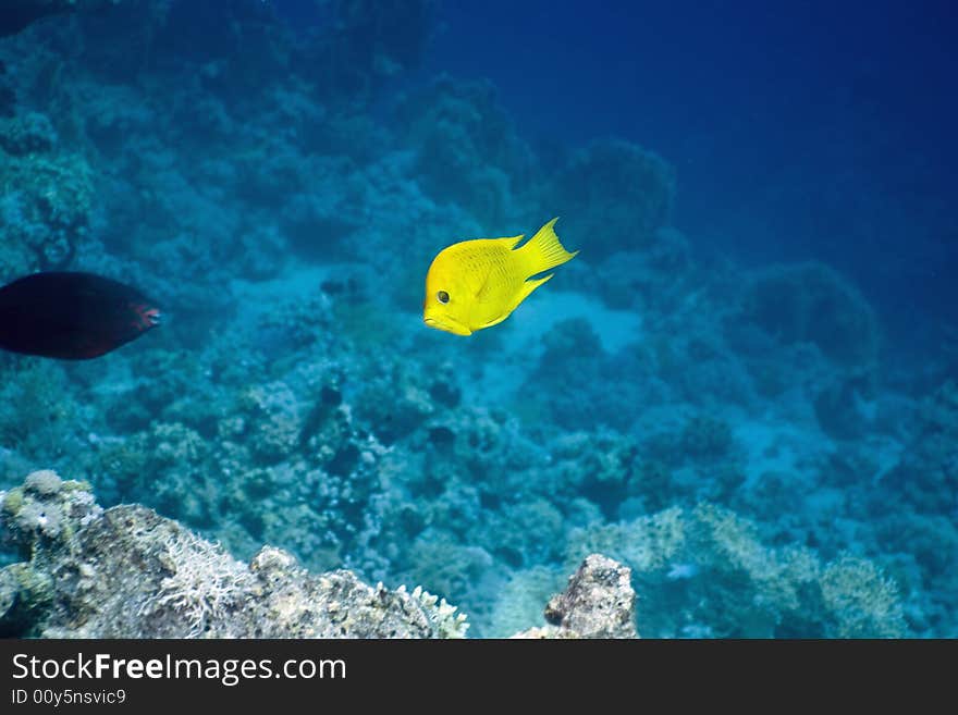 Slingjaw wrasse (epibulus insidiator)  taken in the Red Sea.