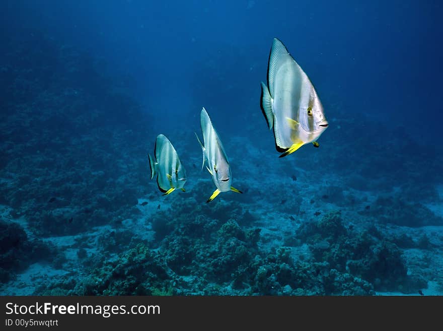 Orbicular spadefish (platax orbicularis)
 taken in the Red Sea.