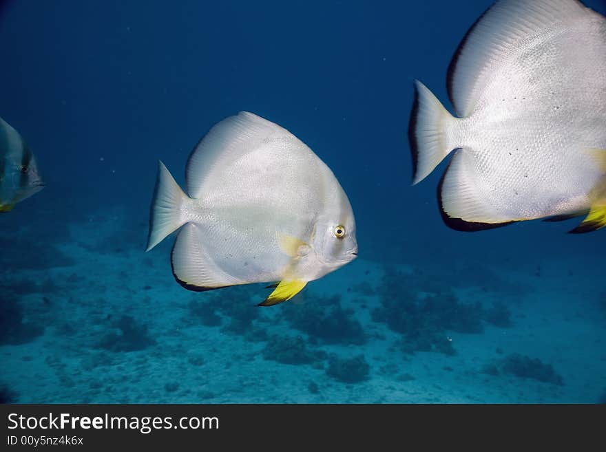 Orbicular spadefish (platax orbicularis)