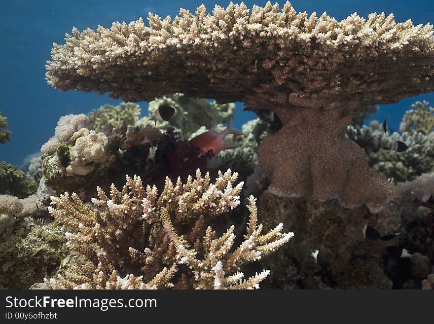 Coral and fish taken in the Red Sea.