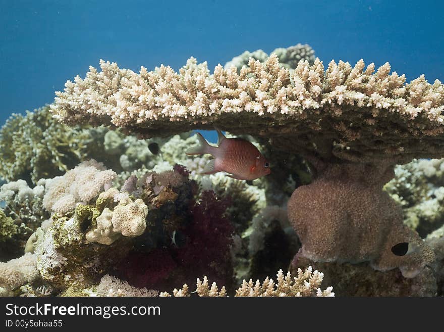 Coral and fish taken in the Red Sea.