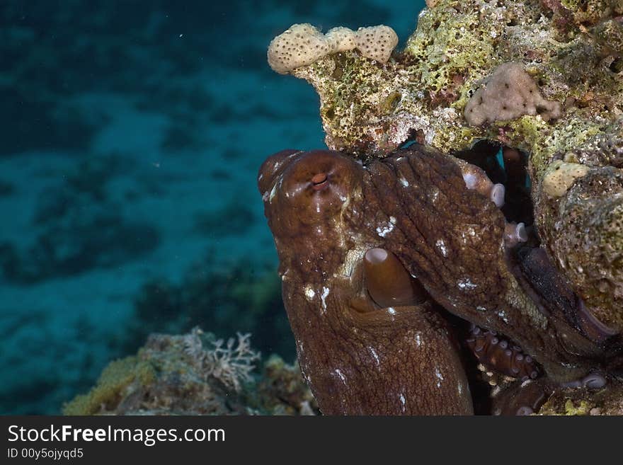 Reef octopus (octopus cyaneus)
 taken in the Red Sea.