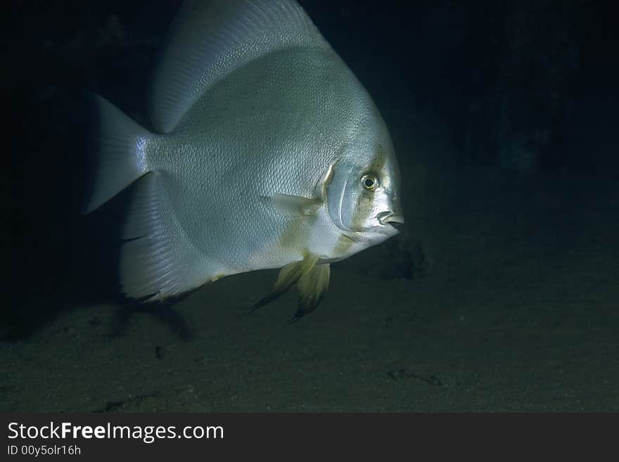 Orbicular spadefish (platax orbicularis) taken in the Red Sea.