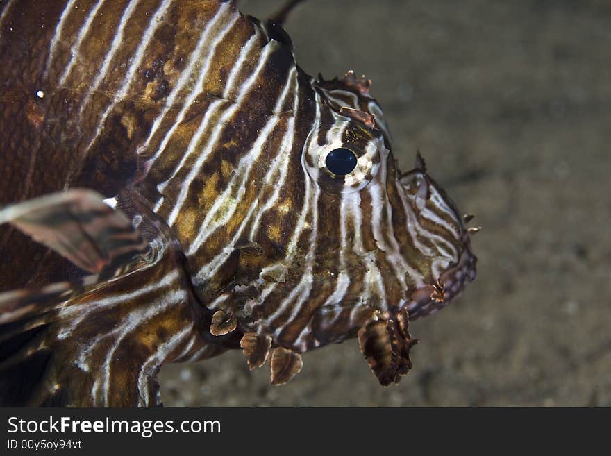 Common lionfish (pterois miles) taken in the Red Sea.