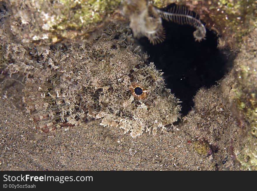 Bearded scorpionfish (scorpaenopsis barbatus) taken in the Red Sea.