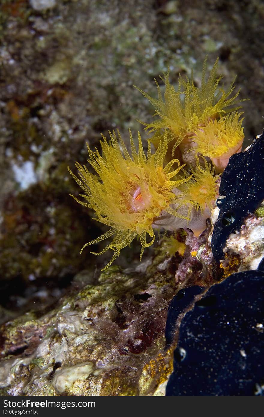 Red Cup Coral (tubastrea Coccinae)