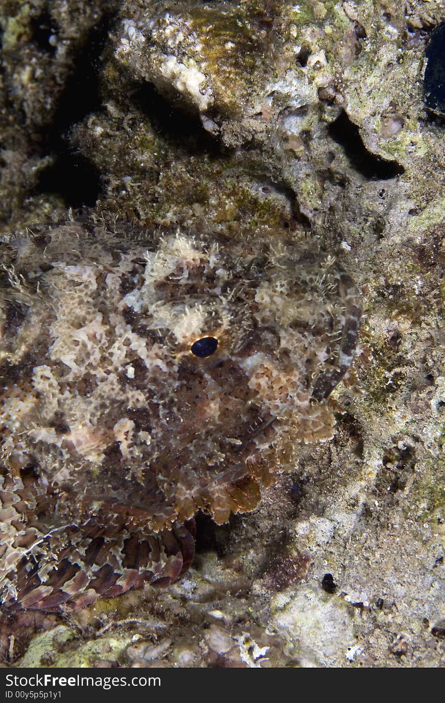 Bearded scorpionfish (scorpaenopsis barbatus) taken in the Red Sea.