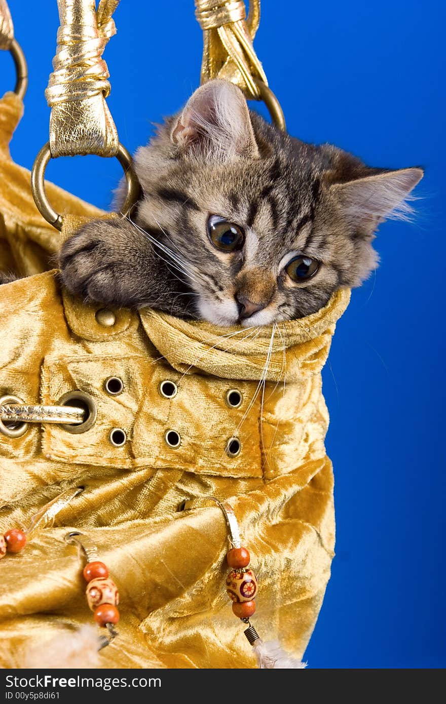 Adorable small kitty sitting in the golden bag. Adorable small kitty sitting in the golden bag