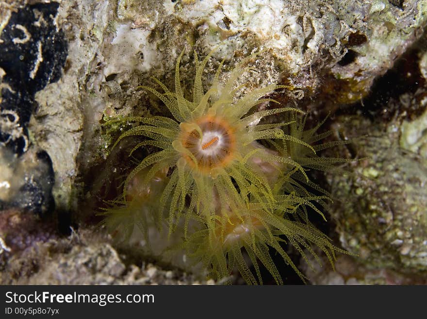 Red cup coral (tubastrea coccinae)