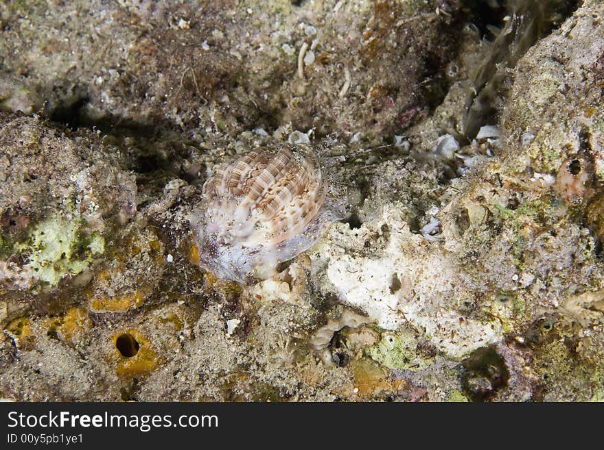 Love harp (harpa amouretta) taken in the Red Sea.