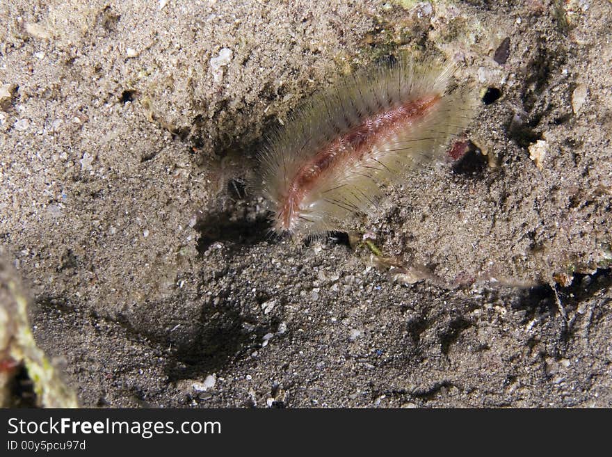 Strange night creature taken in the Red Sea.