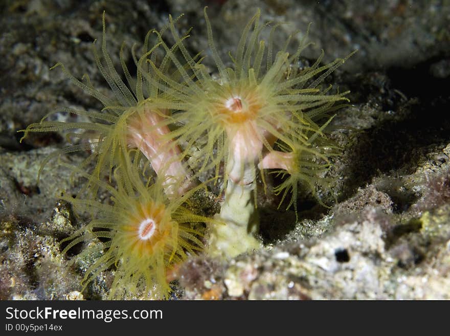 Red cup coral (tubastrea coccinae)