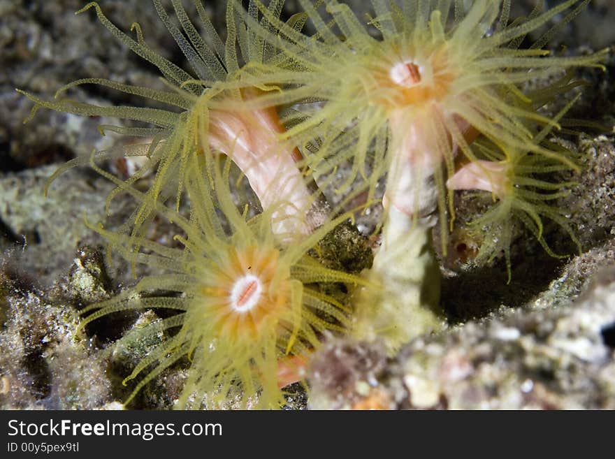 Red cup coral (tubastrea coccinae)