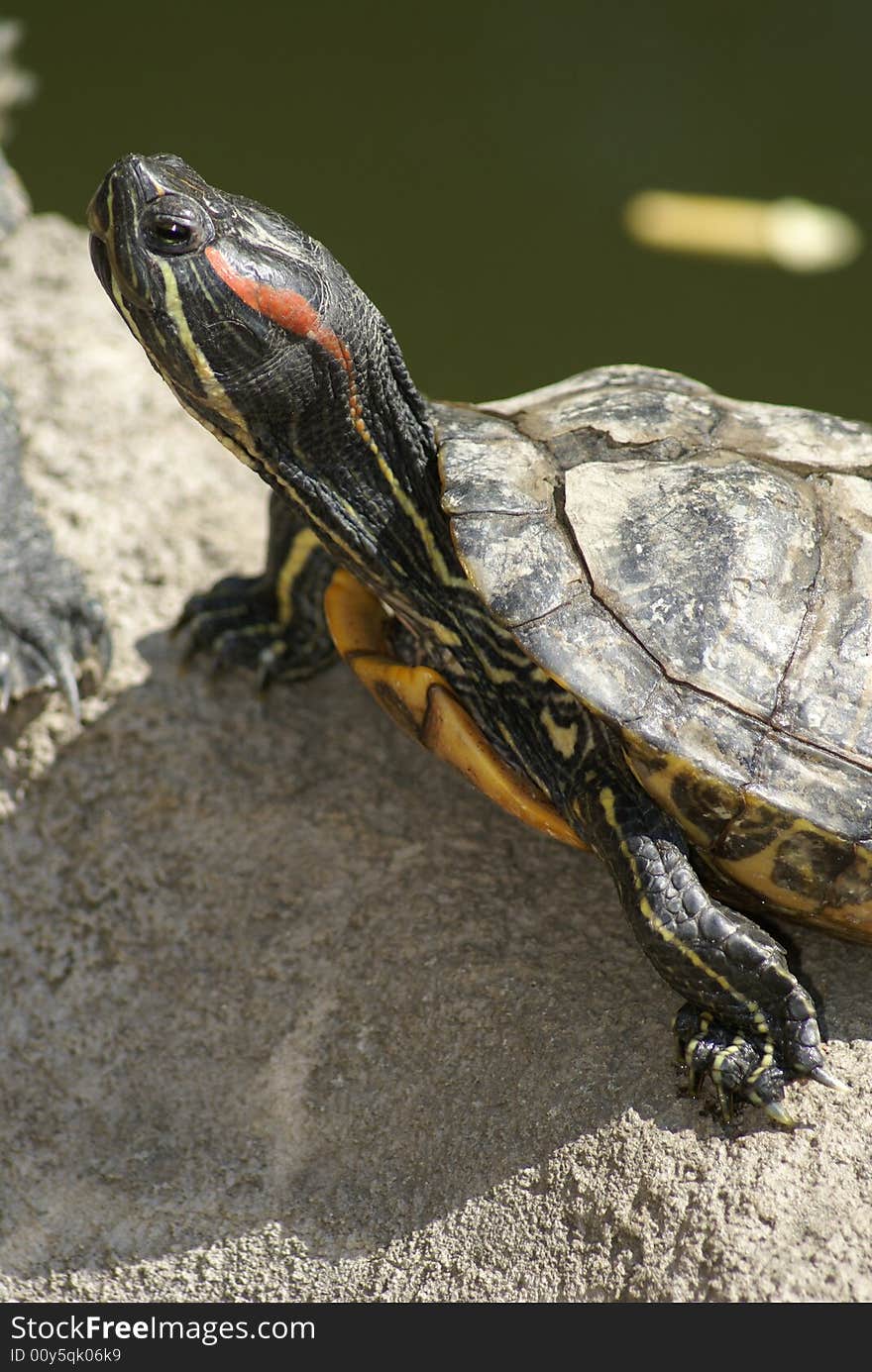 Nice funny close-up tortoise. Sunny day. Nice funny close-up tortoise. Sunny day